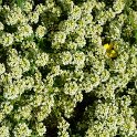 Lobularia maritima 'Wonderland jaune citron' (2)